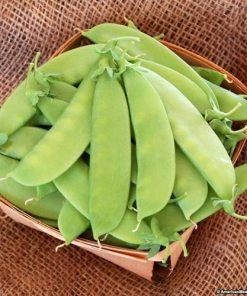Heirloom Organic Mammoth Melting Snow Pea Seeds, Pack of 20