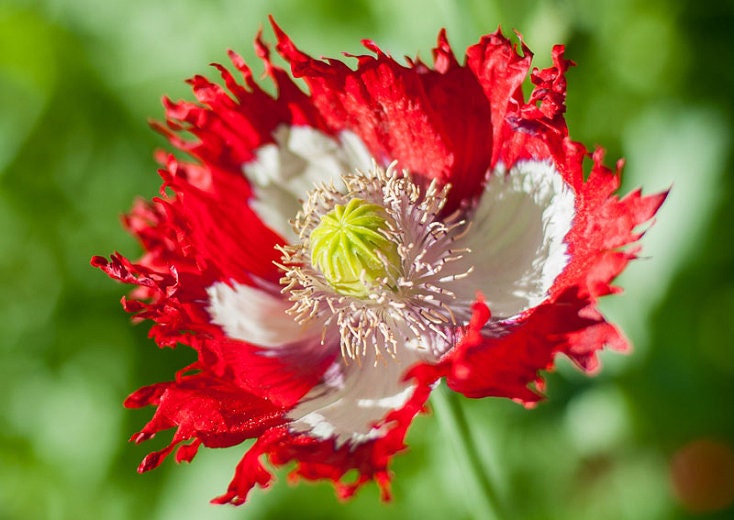 Heirloom Organic Danish Flag Poppy Seeds – 20 Pack Red White Flower