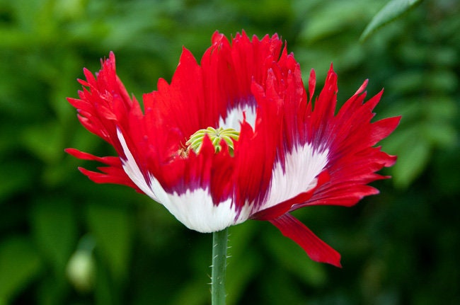 Heirloom Organic Danish Flag Poppy Seeds – 20 Pack Red White Flower