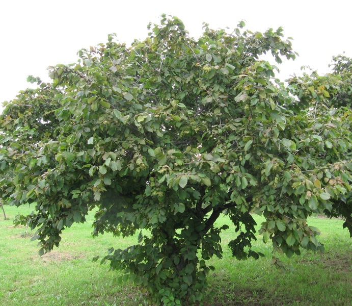 American Hazelnut Shrub – Corylus americana