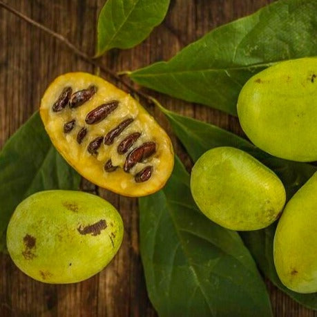 American Paw Paw Tree – Asimina triloba