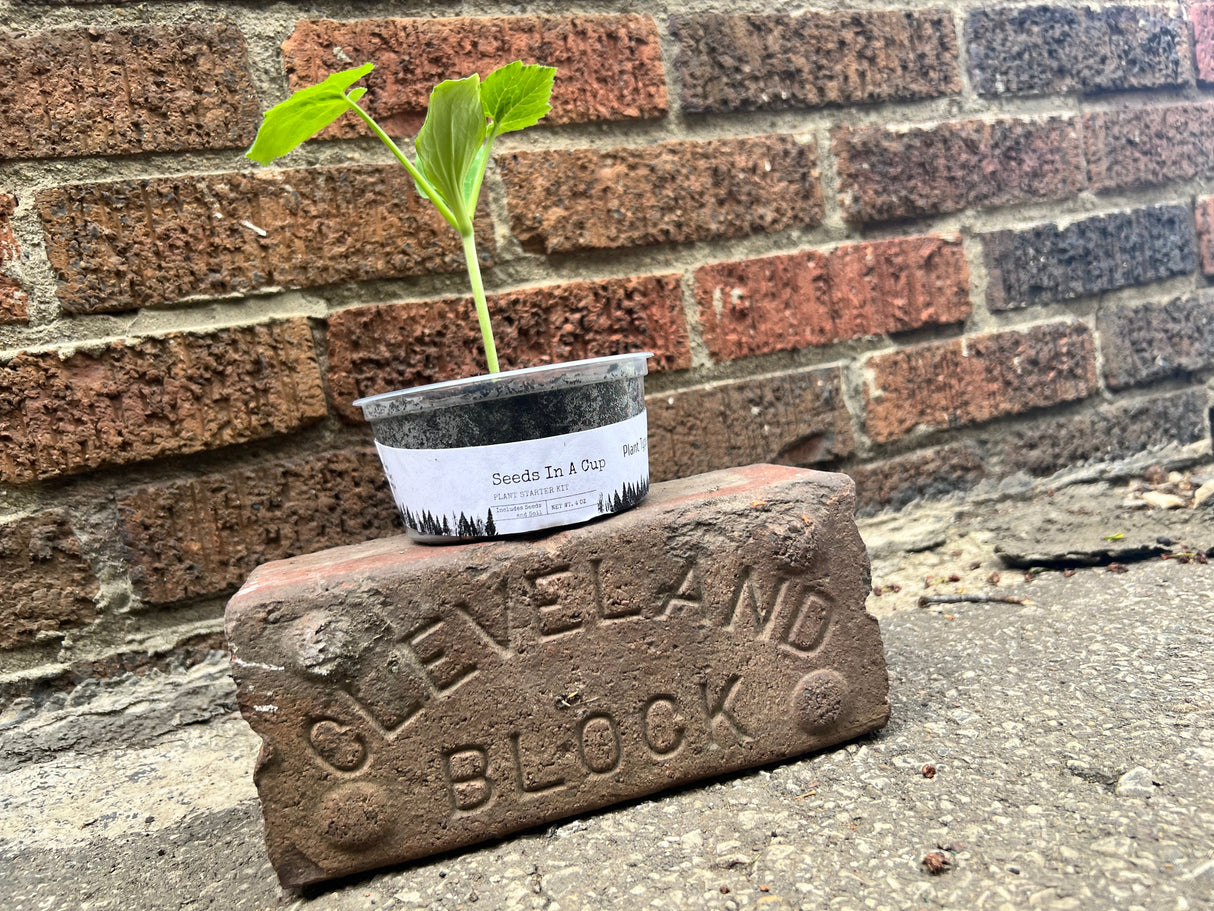 Seeds In A Cup® Original Herb Kit