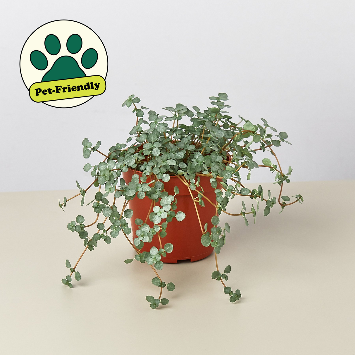 Silver Sparkle Nettle Plant