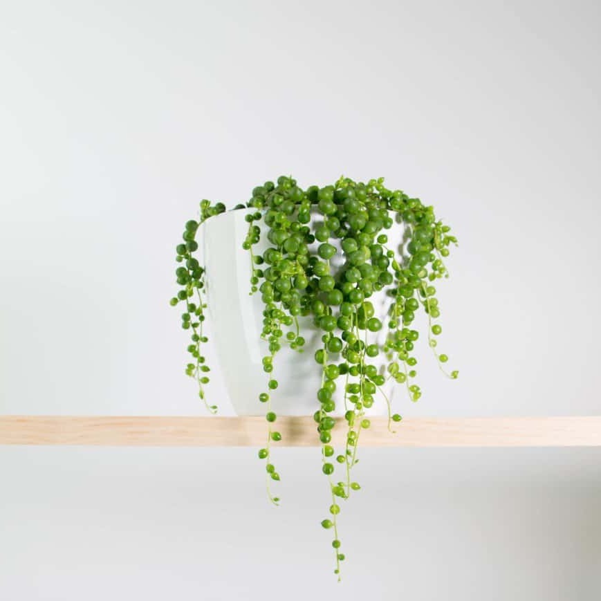String of Pearls Plant