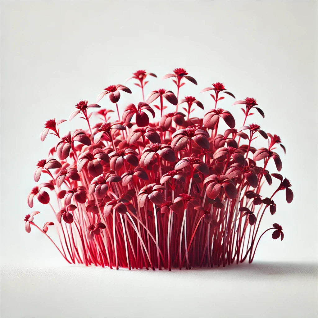 Amaranth Garnet Red Microgreens Seeds with Grow Mat