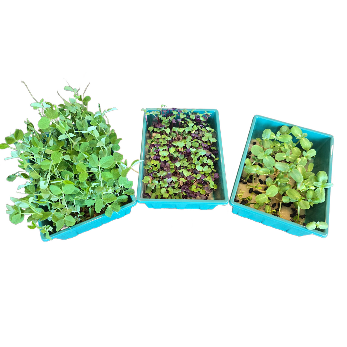 Microgreens Nursery with Adjustable Vents – Compact Seed Starting Dome