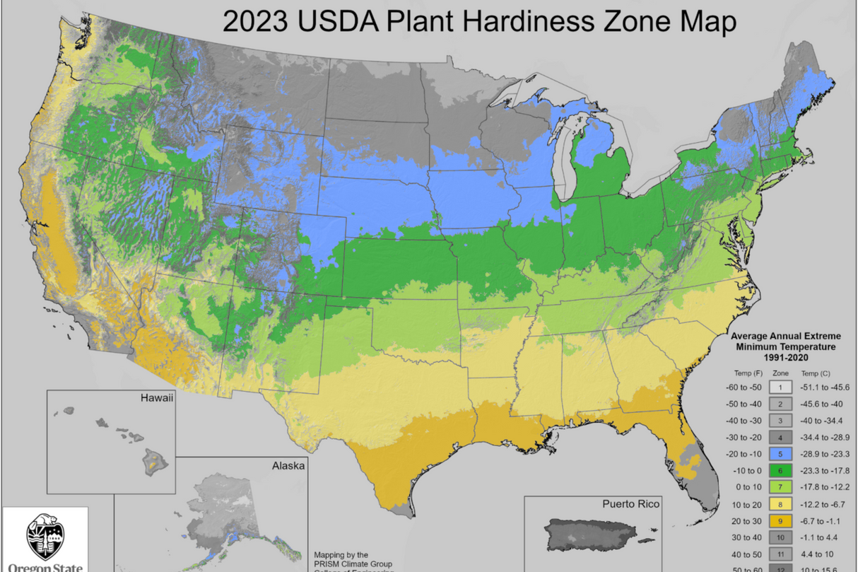 Granny Smith Apple Tree