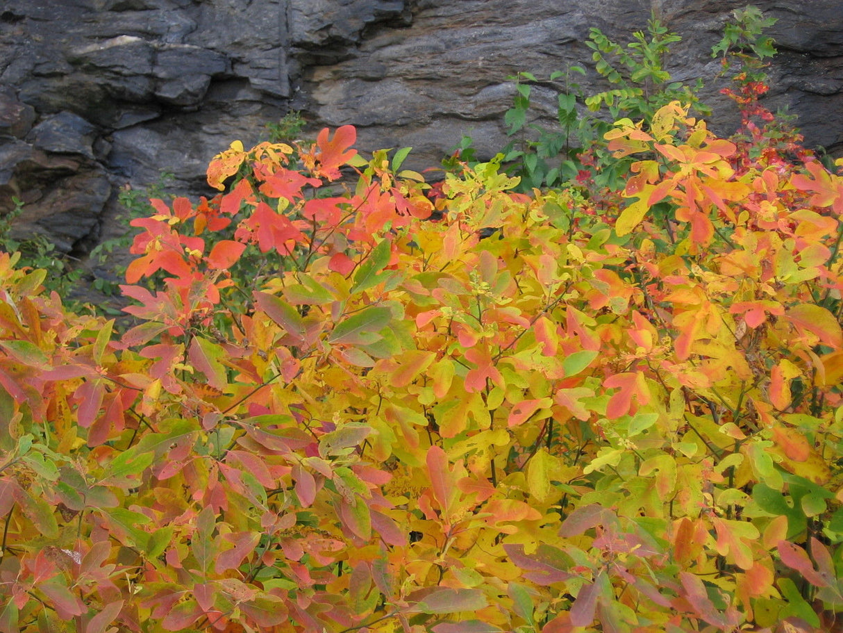 Sassafras Tree