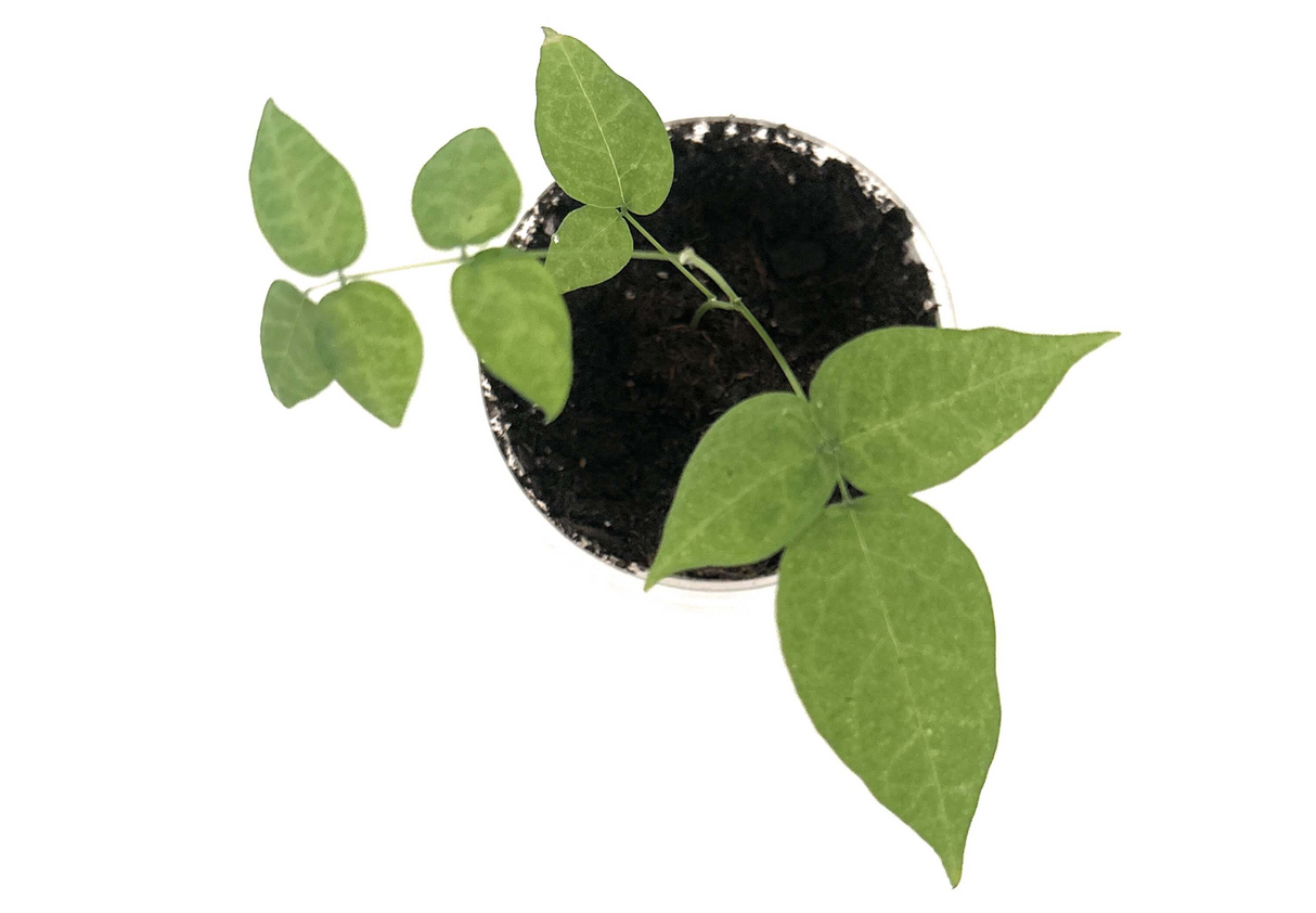 Chives | Plant Seed Grow Kit | Seeds In A Cup®