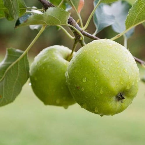 Granny Smith Apple Tree