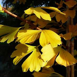 Ginkgo Biloba Tree