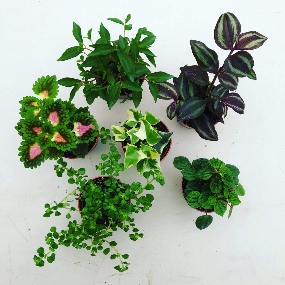 Foliage Gift Box – 6 Pack of Assorted Plants