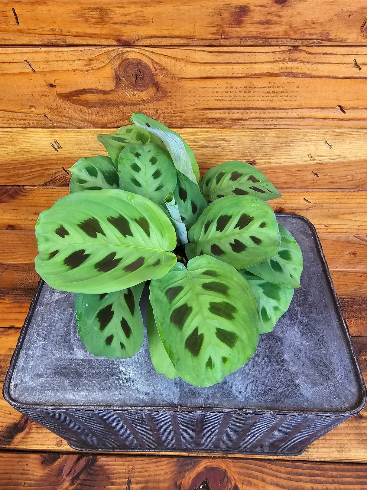 Maranta Leuconeura Green, 4" Plant - Prayer Plant