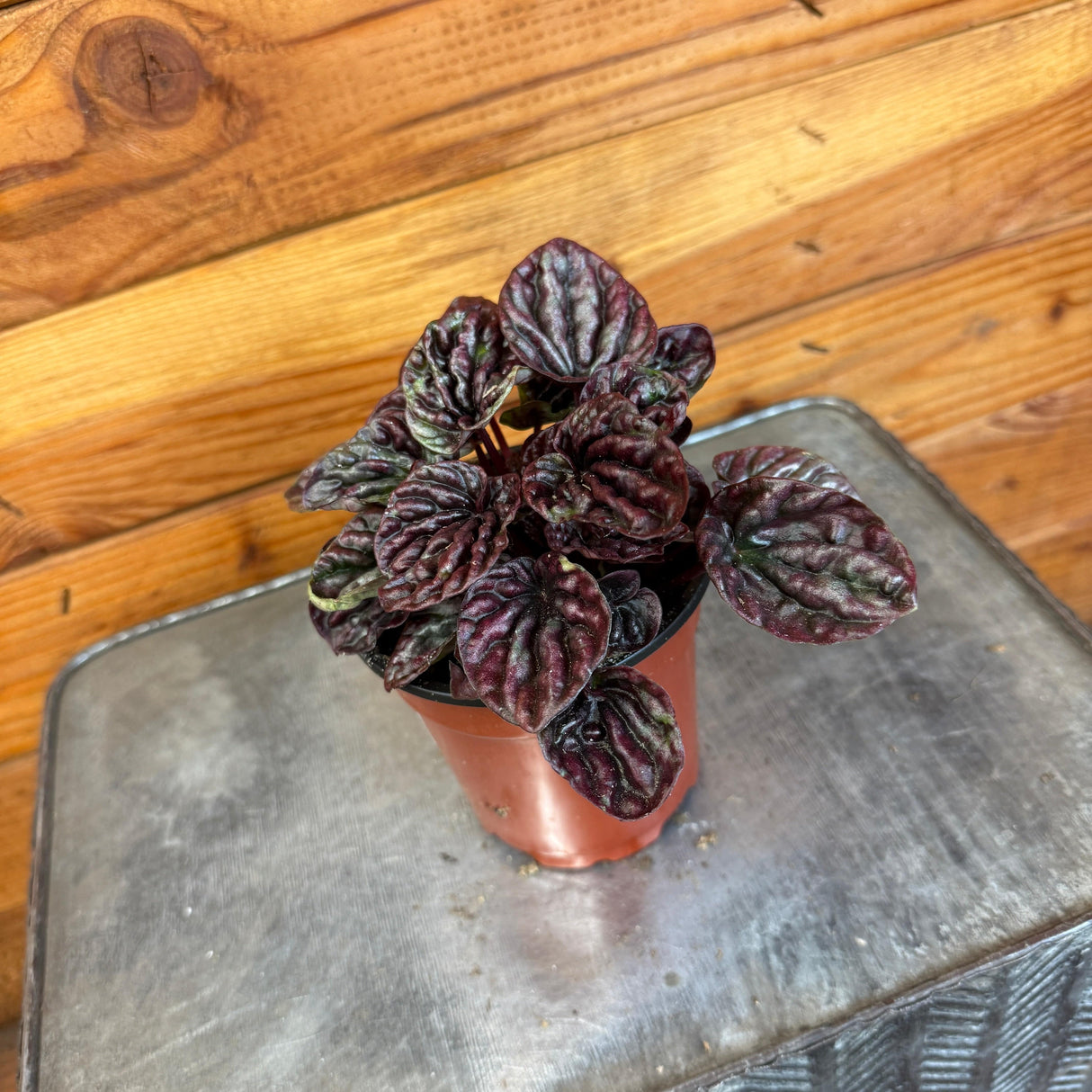 Peperomia Red Luna, 4" Plant