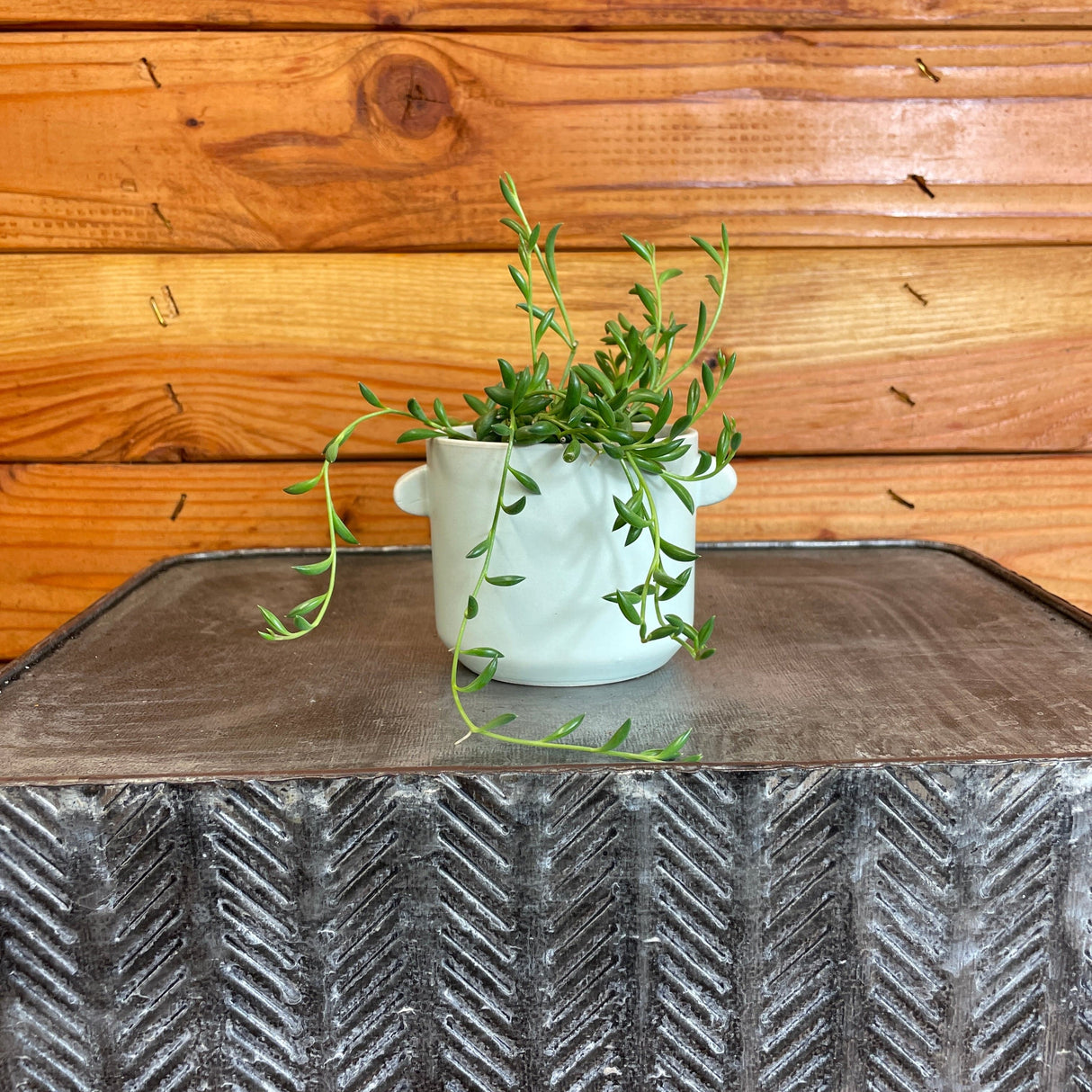 Radicans String of Bananas, 2" Plant