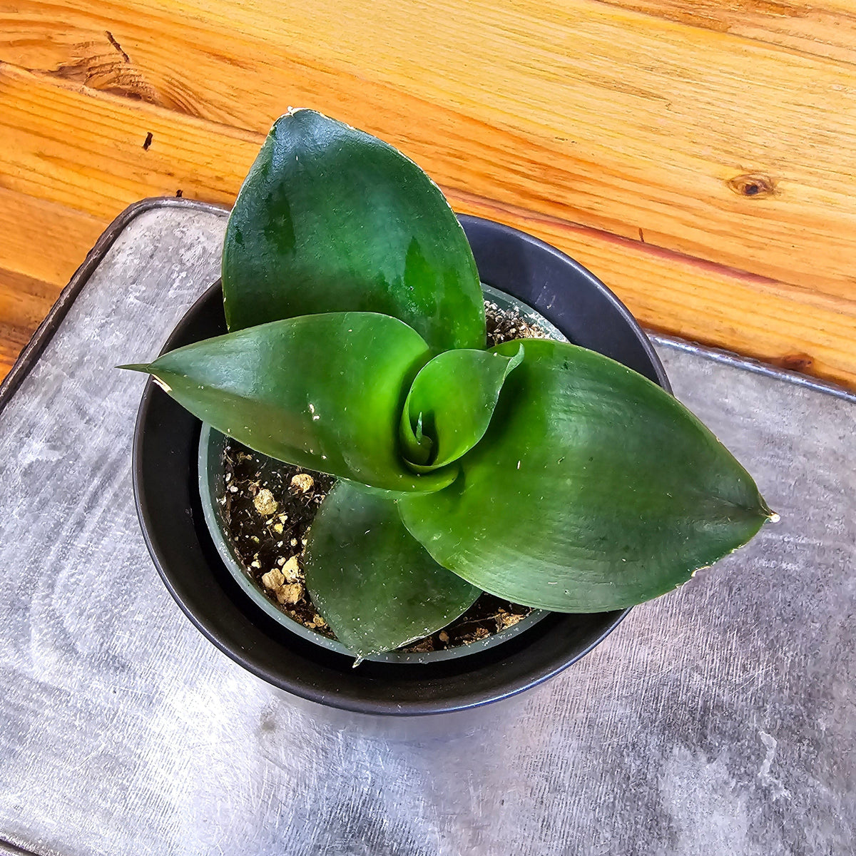 hahnii birdsnest snake plant Sansevieria Black Jade Hahnii, 4" Plant