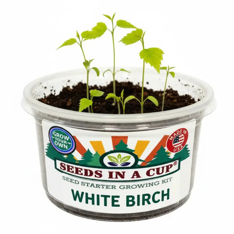 White Birch Tree Grow Kit | Seeds In A Cup®