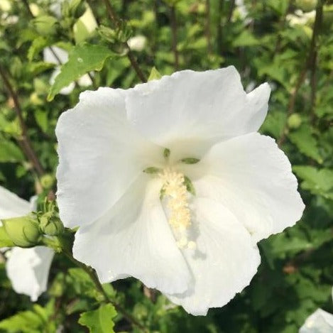 White Rose of Sharon - Shrub Althea - Hibiscus