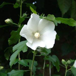 White Rose of Sharon - Shrub Althea - Hibiscus