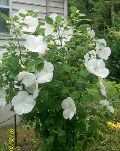 White Rose of Sharon - Shrub Althea - Hibiscus