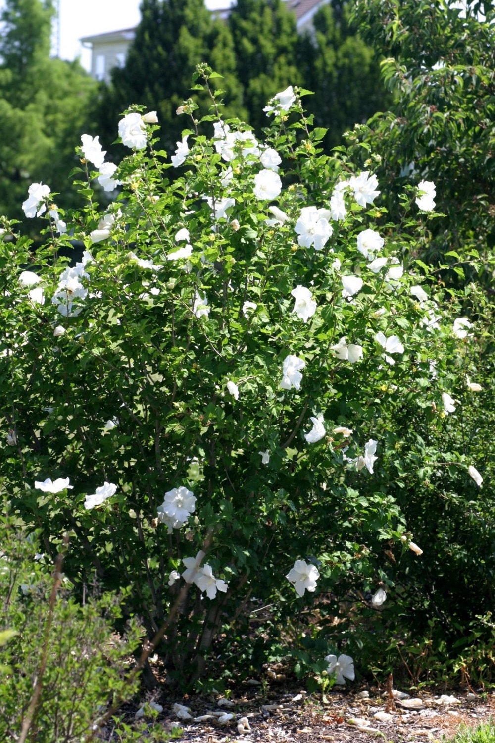 White Rose of Sharon - Shrub Althea - Hibiscus