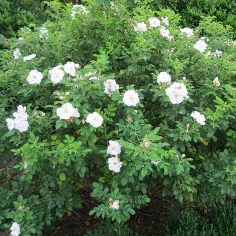 White Rose of Sharon - Shrub Althea - Hibiscus