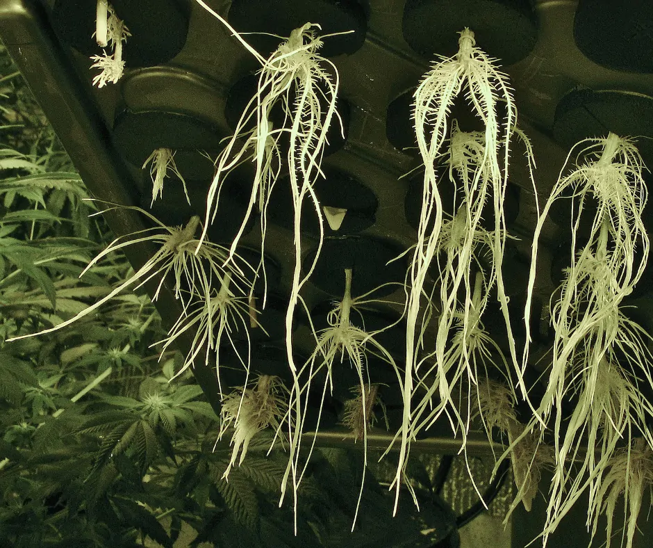 Cloning with Aeroponics