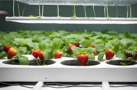 Aquaponics 101: The Essentials