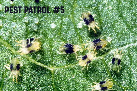 Pest Patrol - Part 5: Knowing Your Enemy - Spider Mites