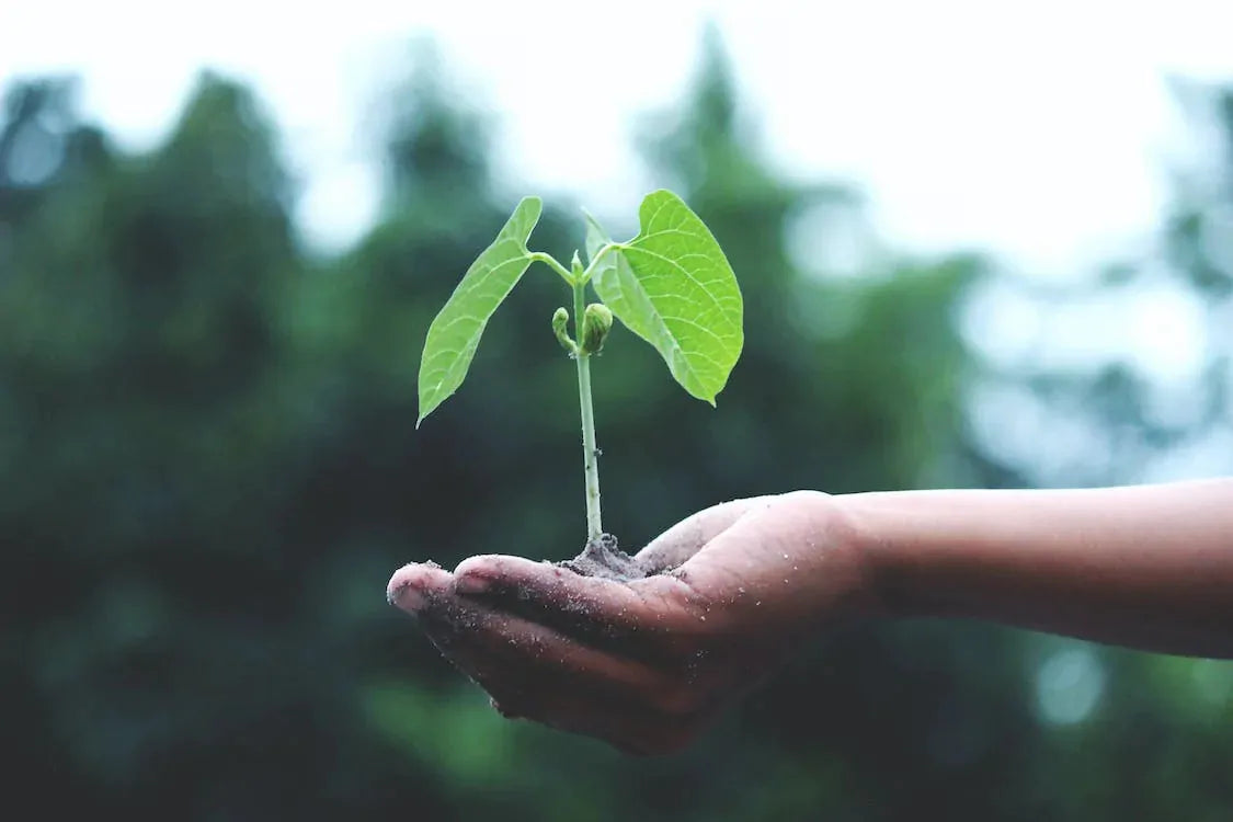 Gardening Guardians: Understanding Safe Pest Control for a Healthy Landscape