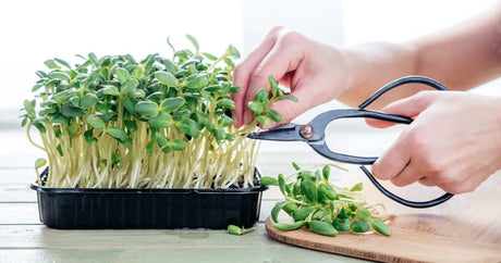 Unlocking the Power of Microgreens