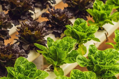 The Basics of Hydroponic Nutrients