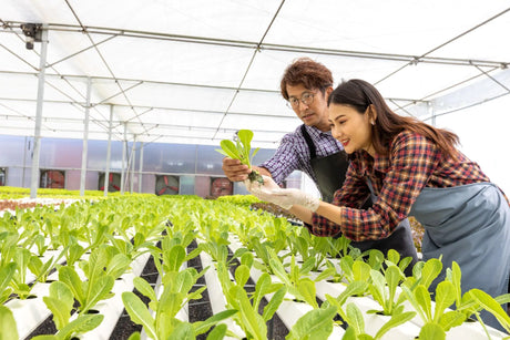 Hydroponics vs. Aquaponics