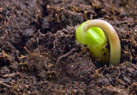 Sprouting Seed Probiotic Farming Practices