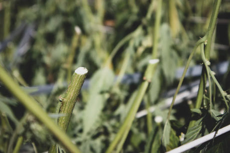 Harvesting: The Essential Tools