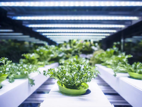 7 Reasons Why You Should Consider Hydroponics