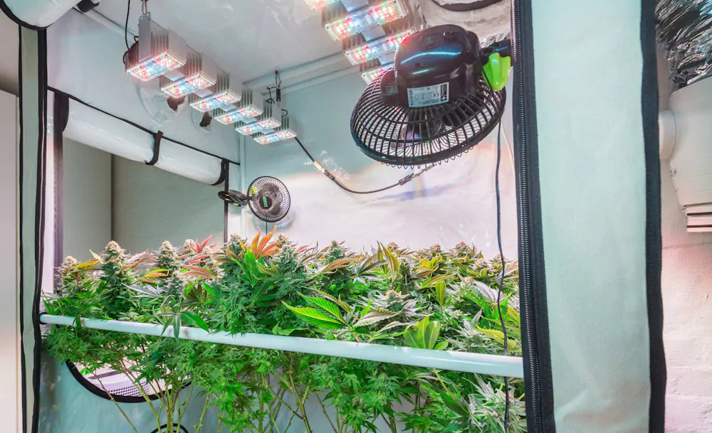 Why Choose a Portable Grow Room?