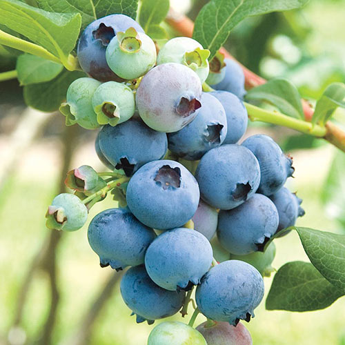 Rabbiteye Powder Blue Blueberry Bush