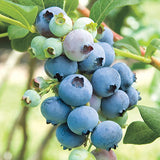 Rabbiteye Powder Blue Blueberry Bush