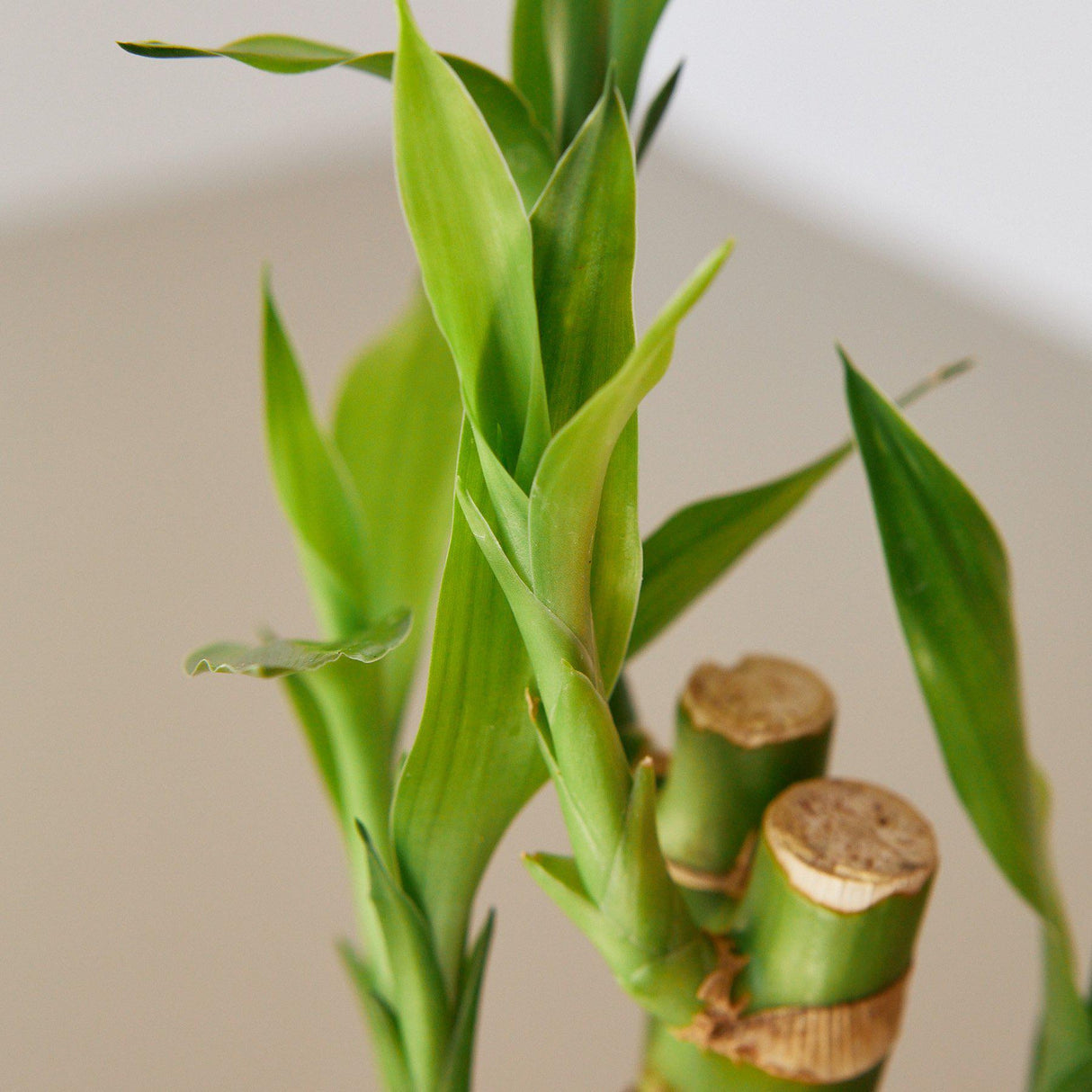 Dracaena 'Lucky Bamboo' – Dragon Tree Plant
