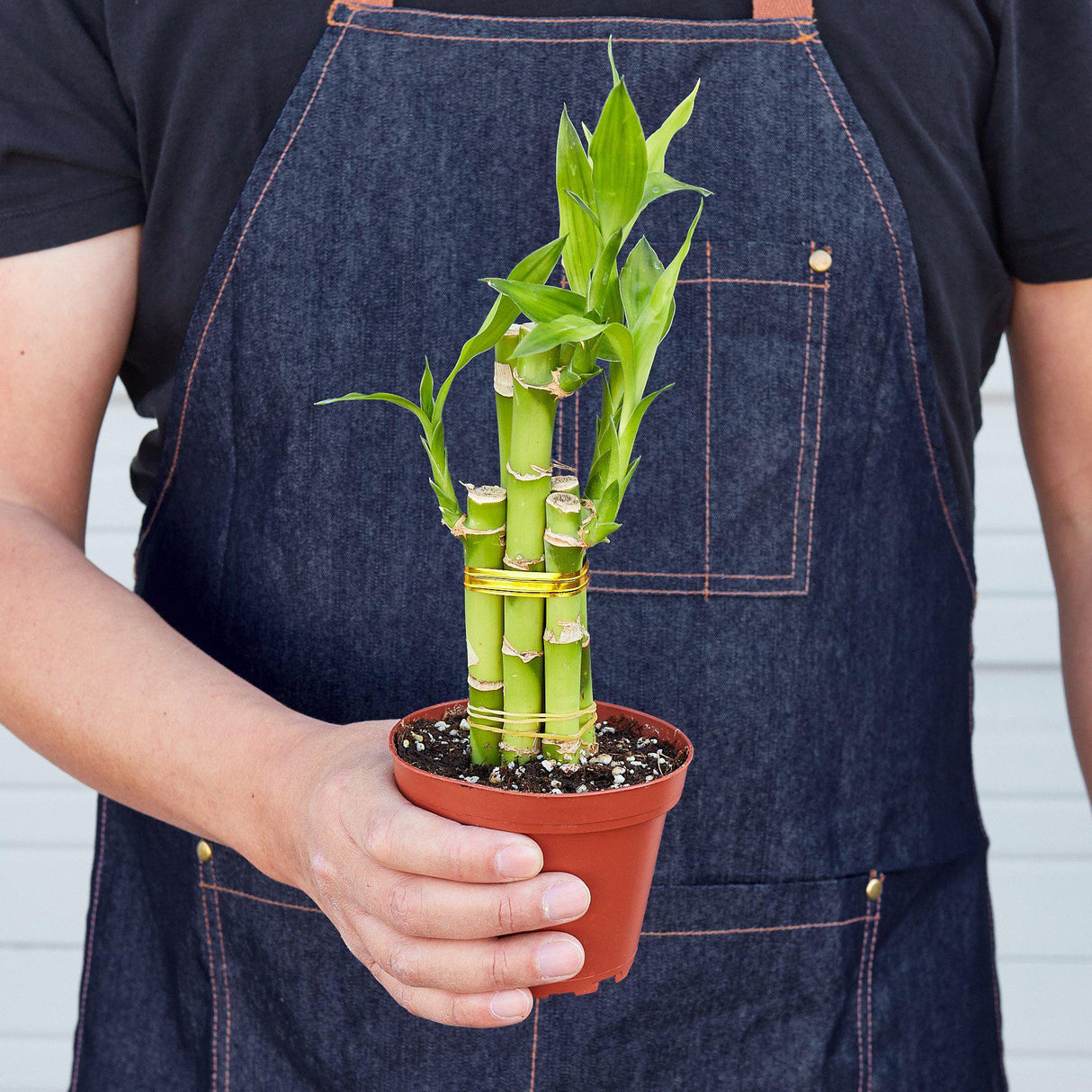 Dracaena 'Lucky Bamboo' – Dragon Tree Plant