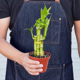 Dracaena 'Lucky Bamboo' – Dragon Tree Plant