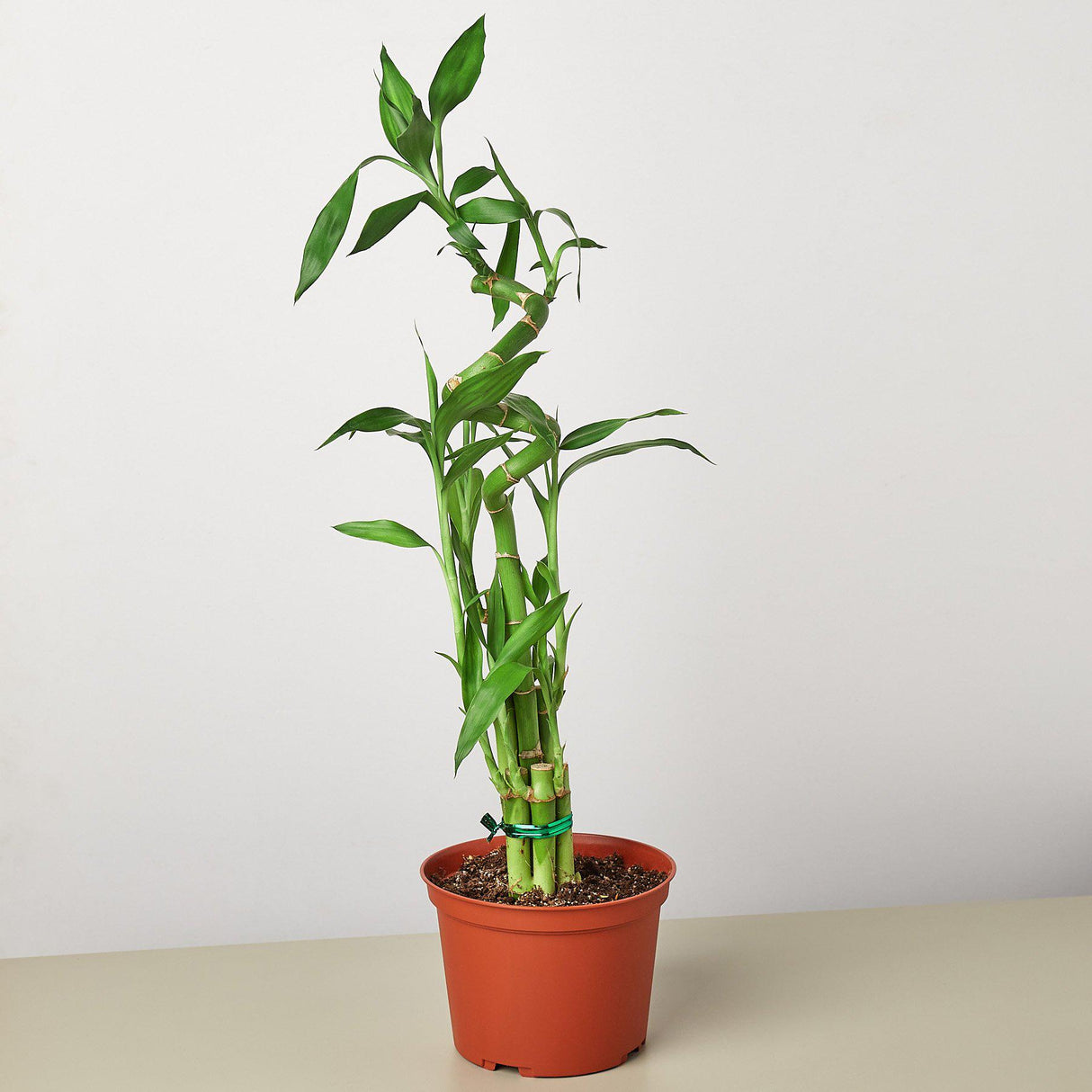 Dracaena 'Lucky Bamboo' – Dragon Tree Plant