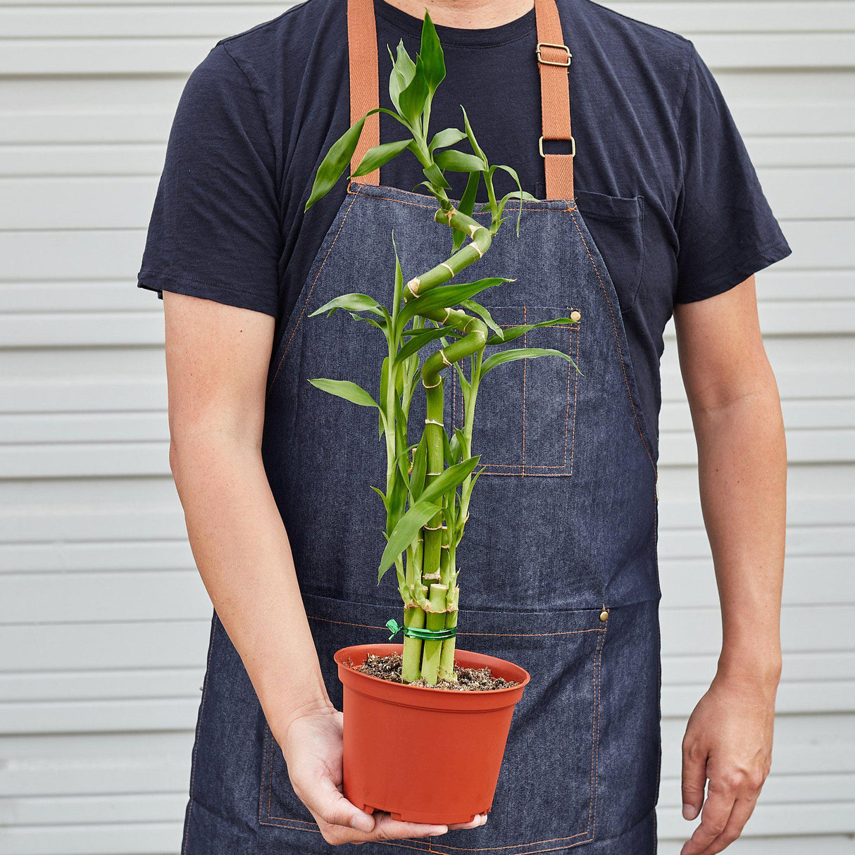 Dracaena 'Lucky Bamboo' – Dragon Tree Plant
