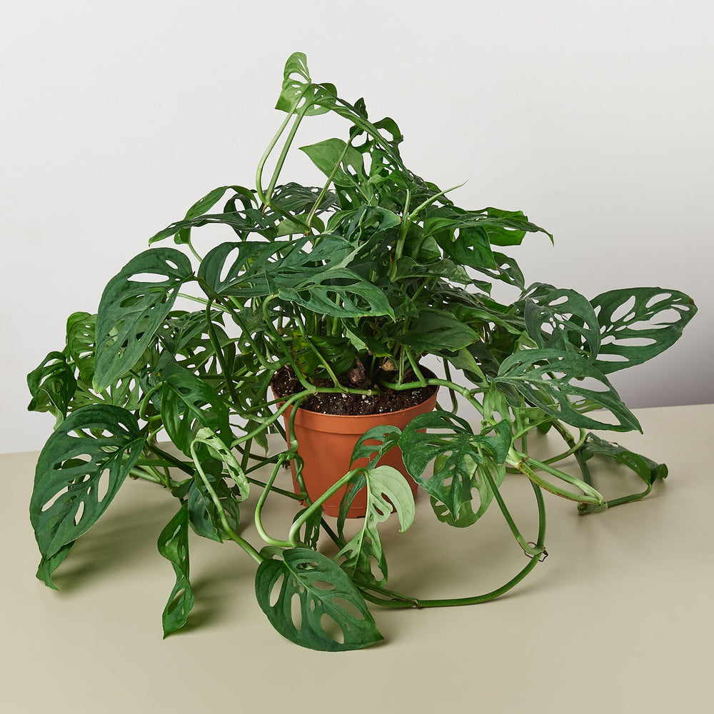 monstera adansonii swiss cheese plant Monstera Adansonii - Swiss Cheese Plant