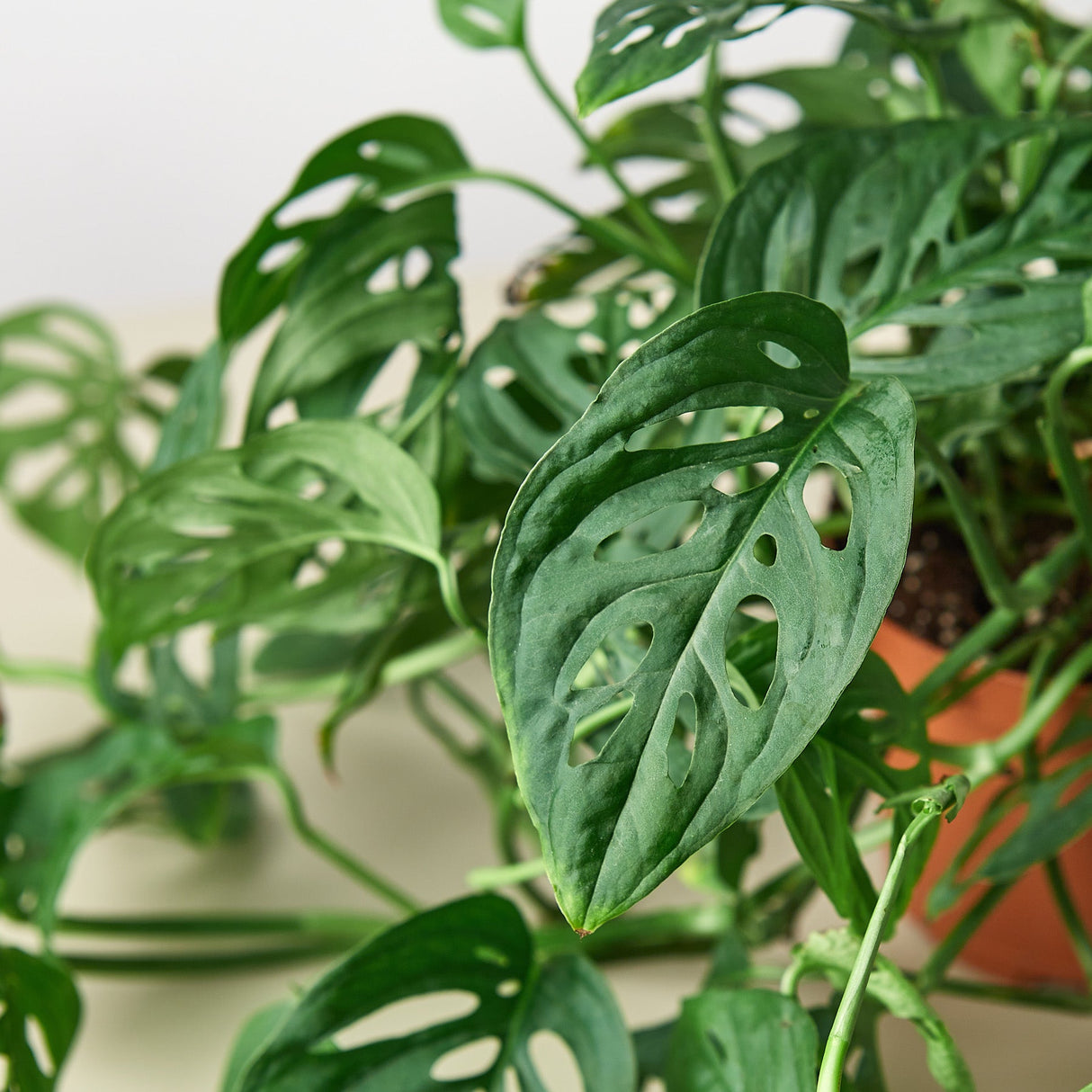 Monstera Adansonii - Swiss Cheese Plant