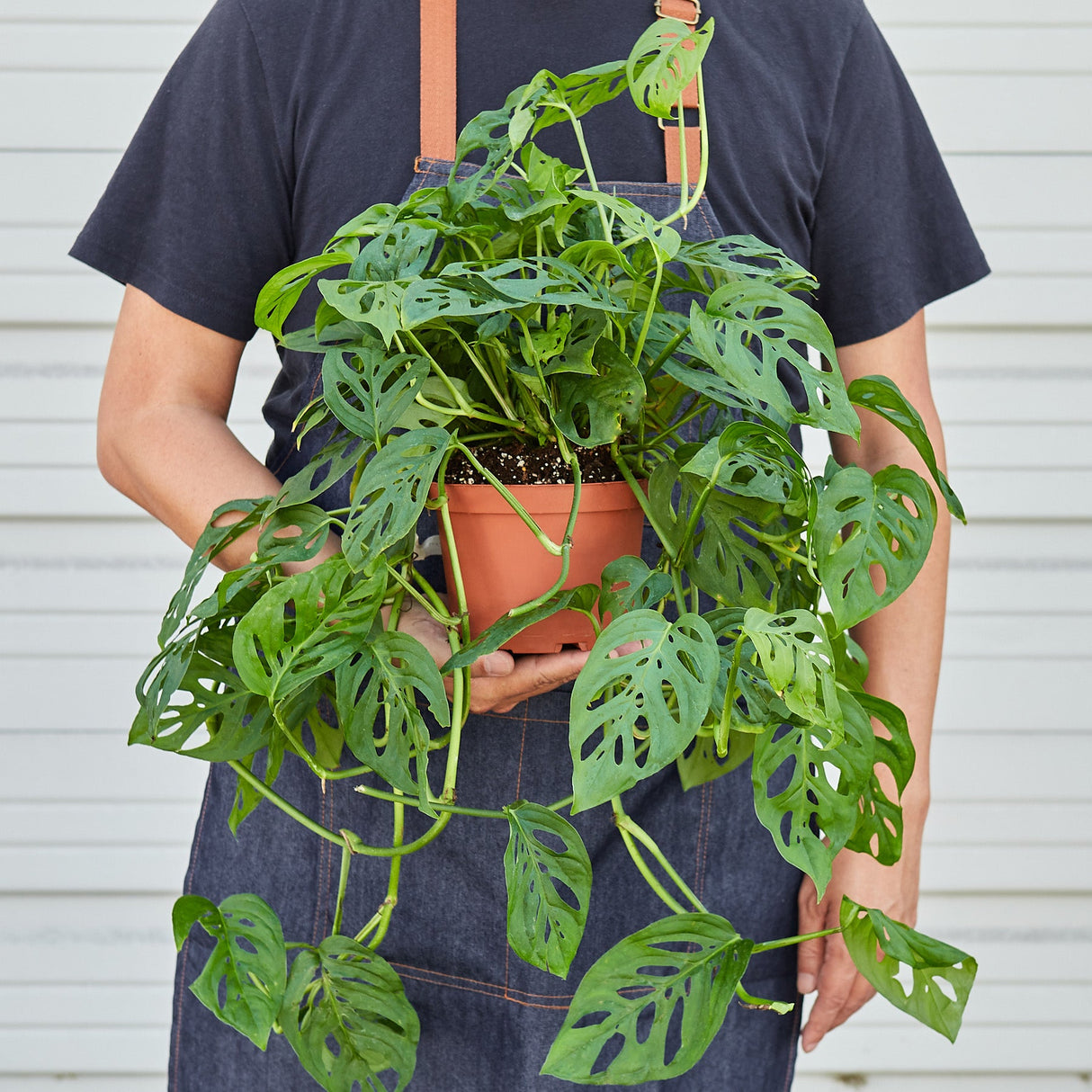 Monstera Adansonii - Swiss Cheese Plant