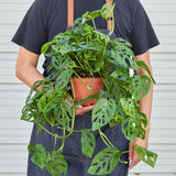 Monstera Adansonii - Swiss Cheese Plant