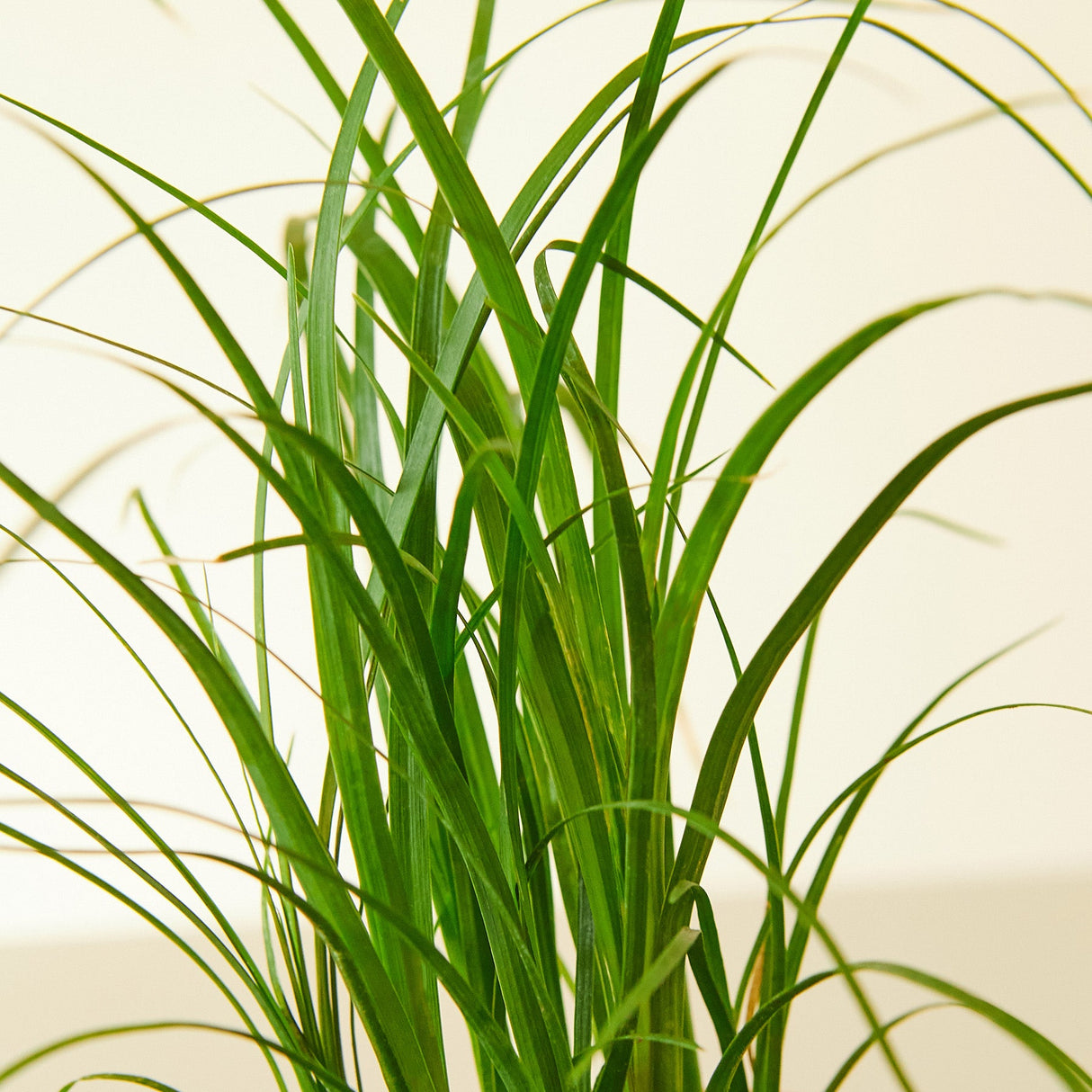 Ponytail Palm Plant