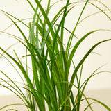 Ponytail Palm Plant